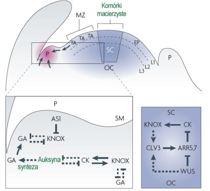 Morfogeneza rośliny, jak i innych organizmów wielokomórkowych jest pod kontrolą genów homeotycznych lacks apical-basal axis Pattern Formation Homeotic Gene WT 35S::knotted1 GNOM: guanine nucleotide