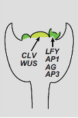 Podtrzymywanie merystemu Obserwacje: mutant wuschel = zanik merystemu mutant clavata = rozrost metystemu Wnioski: gen WUSCHEL = podtrzymywanie merystemu gen CLAVATA = ograniczanie merystemu