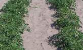 Zapobieganie zachwaszczeniu przez ściółkowanie gleby Folia biodegradowalna w uprawie kapusty