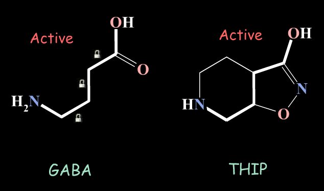 Poszukiwanie konformacji bioaktywnej GABA - neurotransmiter Me-GABA związek wciąż