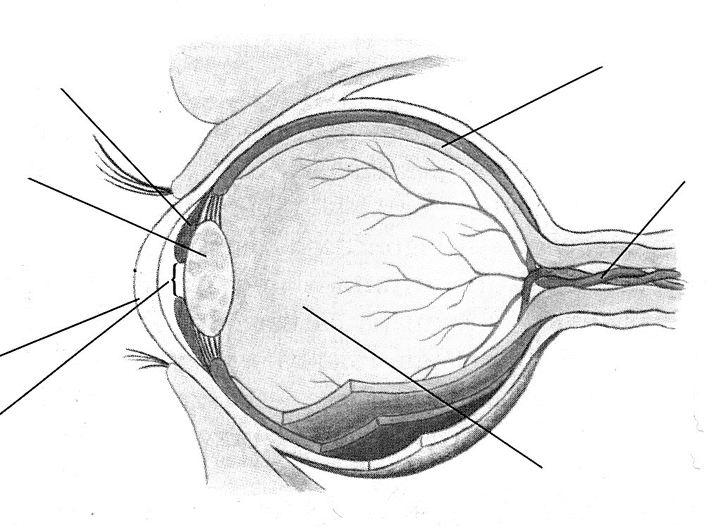 Zadanie 1. 0-2p. Na poniższym rysunku przedstawiono schemat budowy oka ludzkiego. Wykonaj polecenie umieszczone pod rysunkiem.