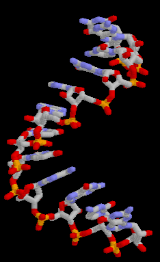 MOŻLIWOŚCI RNA sugerują prostsze początki polinukleotyd (RNA) aromatyczne zasady azotowe szkielet cukrowo-fosforanowy zdolne do autokatalitycznego samopowielania z wykorzystaniem energii i