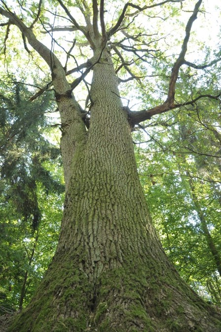 FORMY OCHRONY PRZYRODY FORMA OCHRONY LICZBA OBIEKTÓW OBSZARY CHRONIONEGO KRAJOBRAZU 1 PARKI KRAJOBRAZOWE 1 REZERWATY PRZYRODY 2 OBSZARY NATURA 2000 3 POMNIKI PRZYRODY 43 UŻYTKI EKOLOGICZNE 7