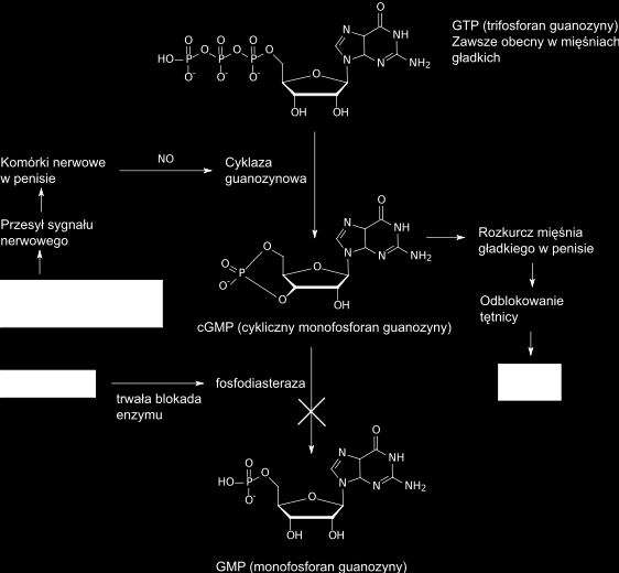 Wazodylatacja zależna od NO NO i erekcja: PDE5 - mediator komórek nerwowych