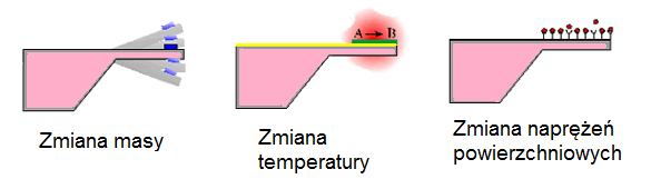 Zastosowania mikrodźwigni Bardzo czułe wskaźniki zmian substancji biochemicznych (gazów, cieczy, oparów).