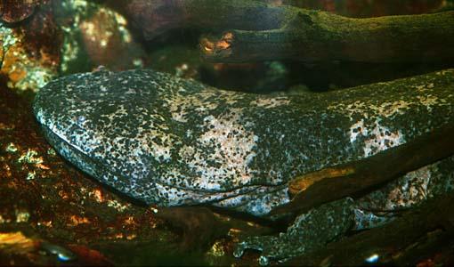 Największe współczesne płazy Salamandra chińska dochodzi do 2 metrów