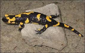 Dwa pospolite w Polsce gatunki traszek (Triturus sp.) Salamandra plamista występuje w górskich potokach Europy. Zimuje na lądzie.