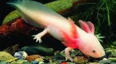 Ambystoma - Aksolotl Meksykański gatunek płazłów ogoniastych, ambystoma, rzadko i tylko w czasie suszy przekształca się w postać dorosłą