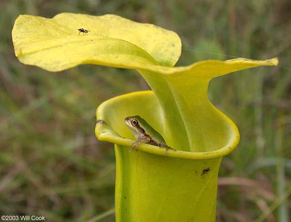 Rzekotki - ciekawostki Tropikalna rzekotka czerwonooka (Agalychnis callidryas) składa jaja na spodniej stronie liści roślin rosnących nad wodą, skąd kijanki po wykluciu spadają do wody.