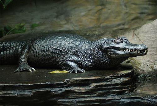 KROKODYLE Kajman czarny Krokodyl amerykański Aligator Krokodyle to bardzo stara linia gadów. Zaliczamy tu krokodyle, aligatory, kajmany i gawiala.