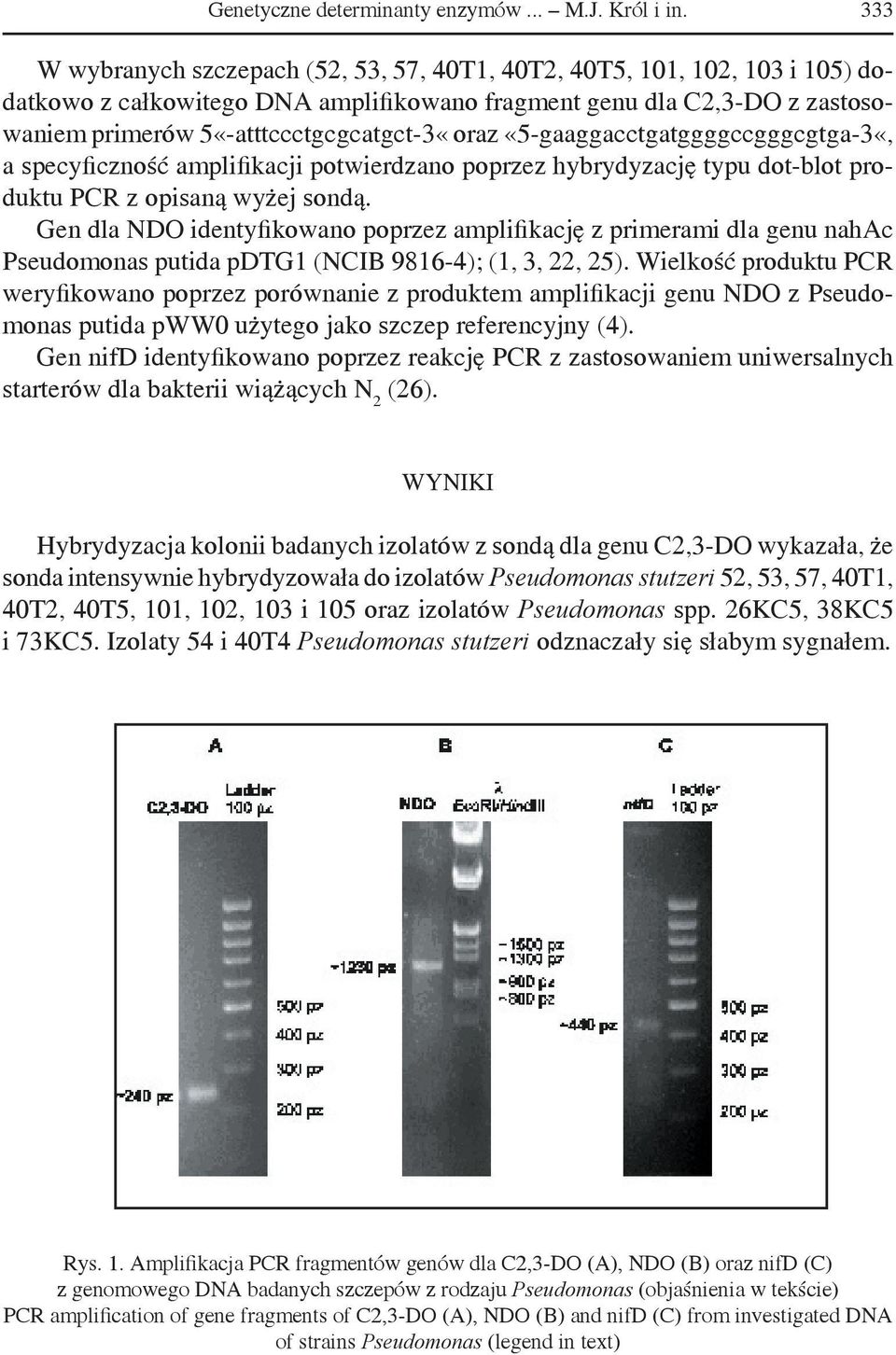 «5-gaaggacctgatggggccgggcgtga-3«, a specyficzność amplifikacji potwierdzano poprzez hybrydyzację typu dot-blot produktu PCR z opisaną wyżej sondą.