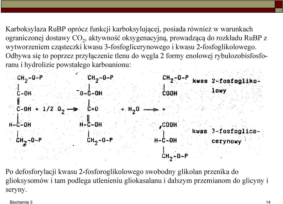 Odbywa się to poprzez przyłączenie tlenu do węgla 2 formy enolowej rybulozobisfosforanu i hydrolizie powstałego karboanionu: Po