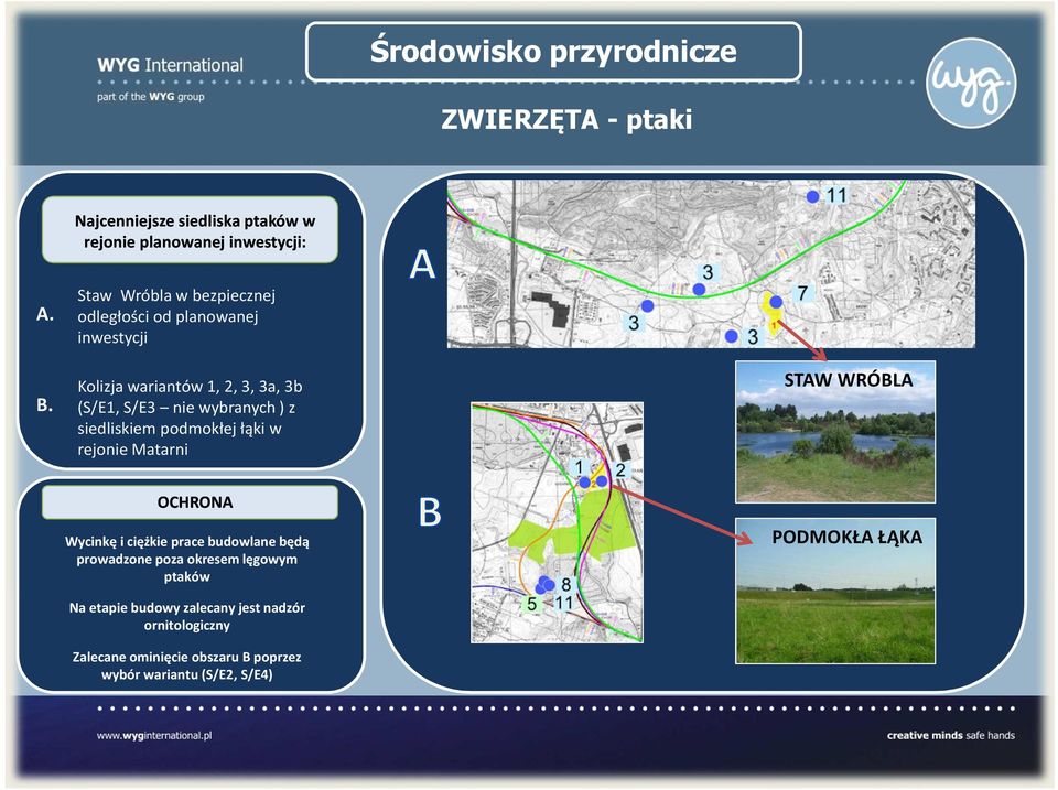 siedliskiem podmokłej łąki w rejonie Matarni STAW WRÓBLA OCHRONA Wycinkę i ciężkie prace budowlane będą prowadzone poza okresem