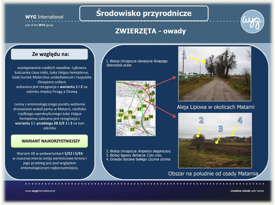 Biotop chrząszcza obwężyna lśniącego Stenostola dubia cenny zentomologicznego punktu widzenia drzewostan wokół parku w Matarni, siedlisko rzadkiego saproksylicznego żuka Valgus hemipteruszalecana