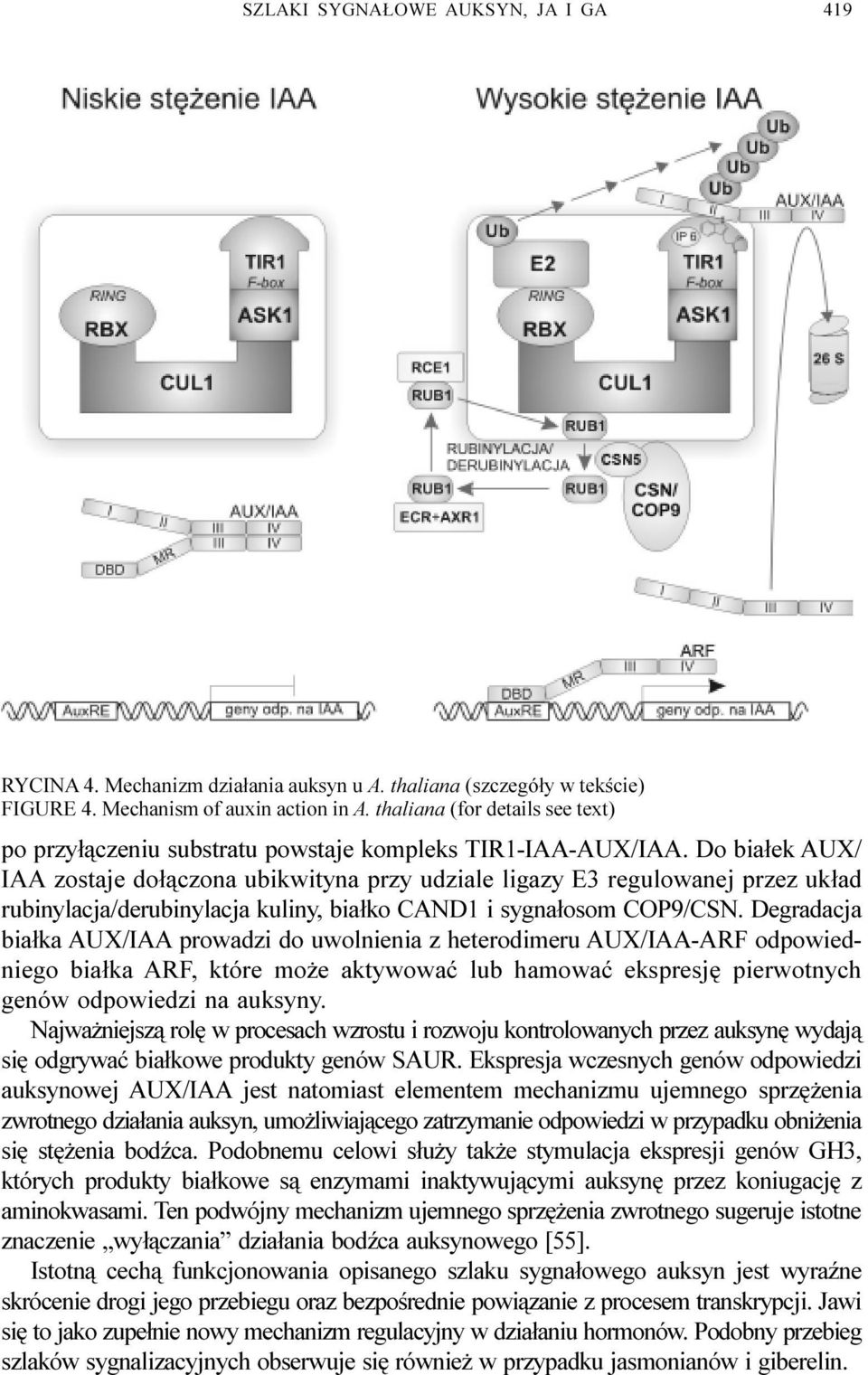 Do bia³ek AUX/ IAA zostaje do³¹czona ubikwityna przy udziale ligazy E3 regulowanej przez uk³ad rubinylacja/derubinylacja kuliny, bia³ko CAND1 i sygna³osom COP9/CSN.