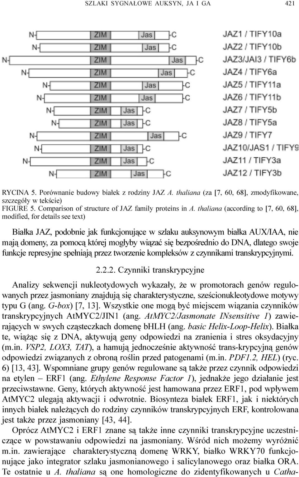 thaliana (according to [7, 60, 68], modified, for details see text) Bia³ka JAZ, podobnie jak funkcjonuj¹ce w szlaku auksynowym bia³ka AUX/IAA, nie maj¹ domeny, za pomoc¹ której mog³yby wi¹zaæ siê