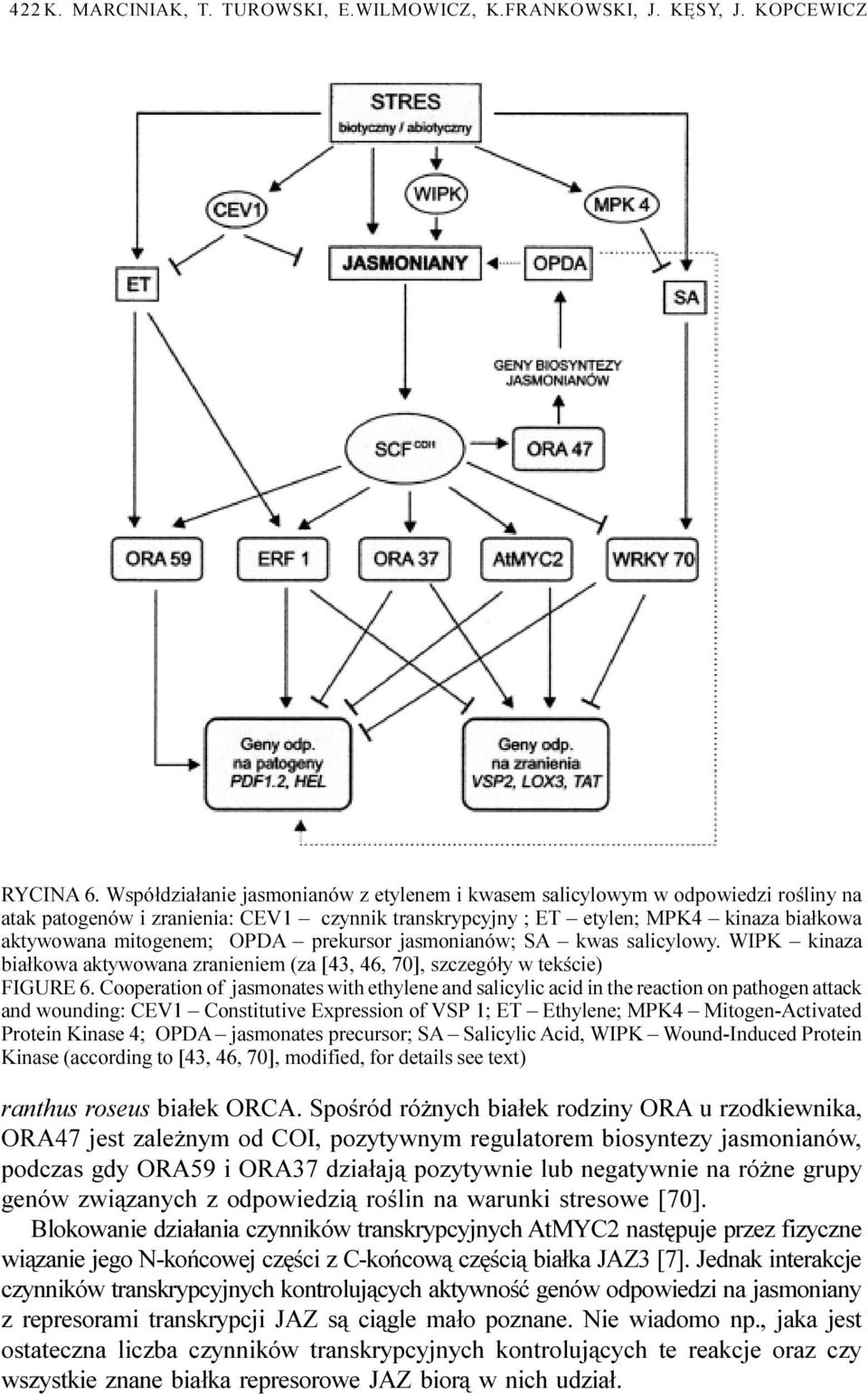 prekursor jasmonianów; SA kwas salicylowy. WIPK kinaza bia³kowa aktywowana zranieniem (za [43, 46, 70], szczegó³y w tekœcie) FIGURE 6.