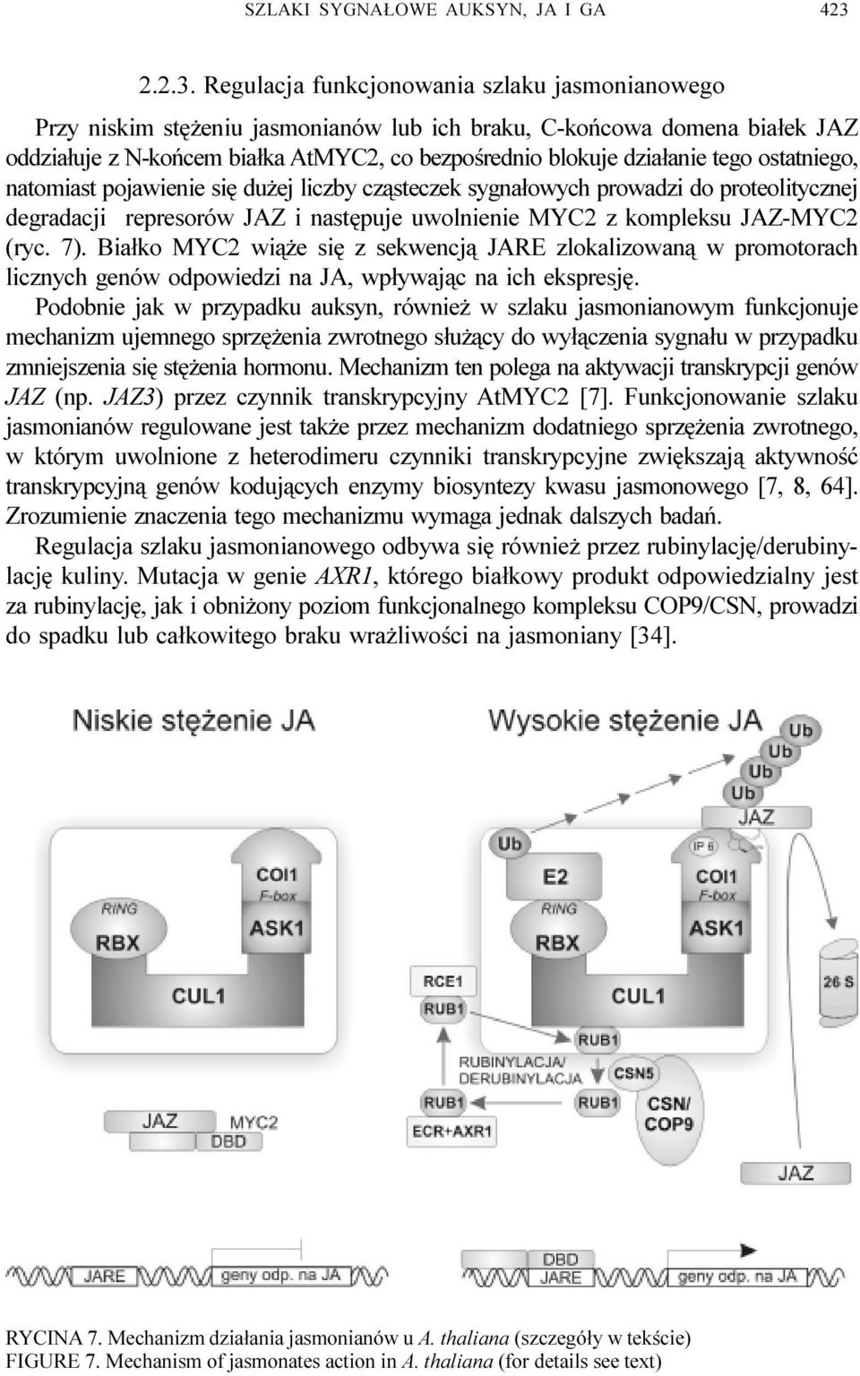 Regulacja funkcjonowania szlaku jasmonianowego Przy niskim stê eniu jasmonianów lub ich braku, C-koñcowa domena bia³ek JAZ oddzia³uje z N-koñcem bia³ka AtMYC2, co bezpoœrednio blokuje dzia³anie tego