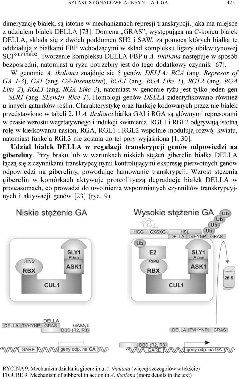 SLY1/GID2. Tworzenie kompleksu DELLA-FBP u A. thaliana nastêpuje w sposób bezpoœredni, natomiast u ry u potrzebny jest do tego dodatkowy czynnik [67]. W genomie A.