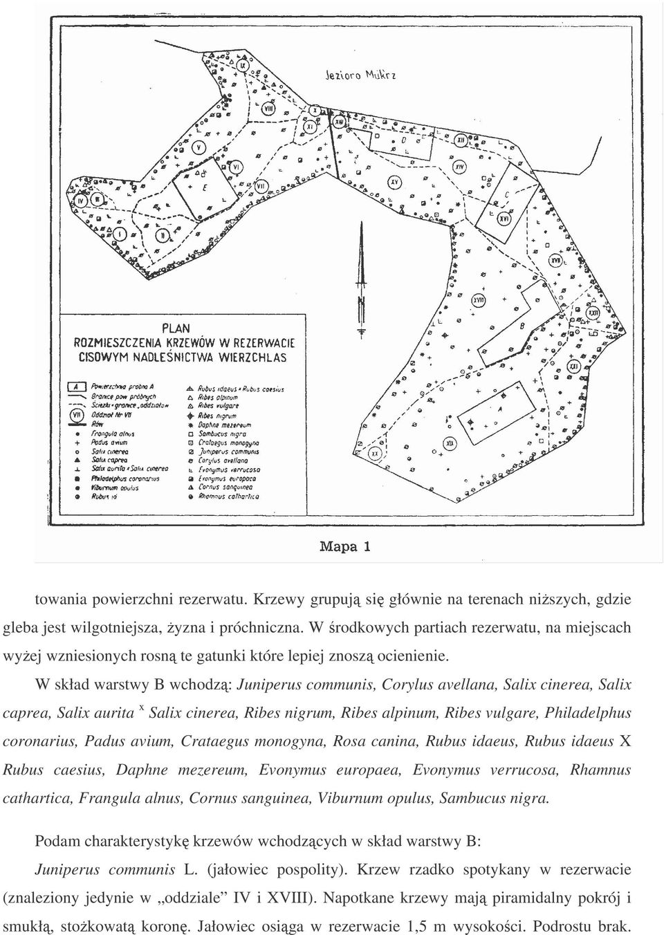 W skład warstwy B wchodz: Juniperus communis, Corylus avellana, Salix cinerea, Salix caprea, Salix aurita x Salix cinerea, Ribes nigrum, Ribes alpinum, Ribes vulgare, Philadelphus coronarius, Padus