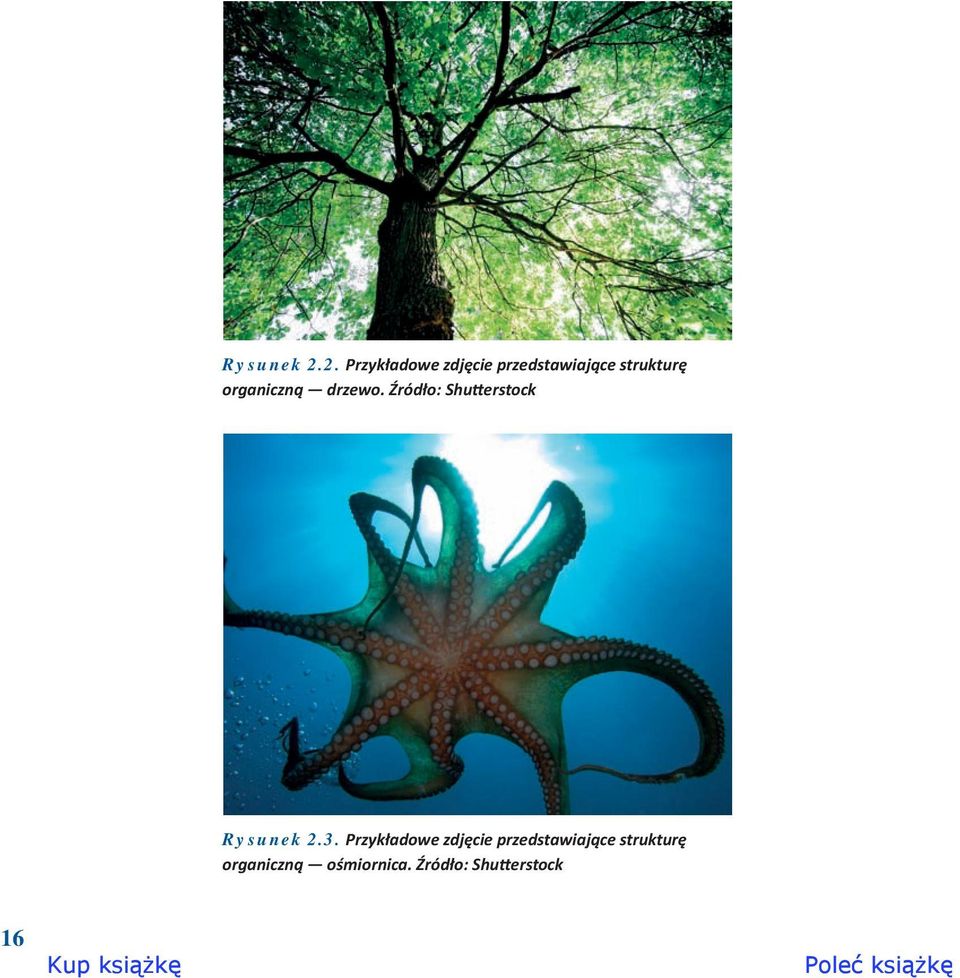 organiczną drzewo. Źródło: Shutterstock 3.