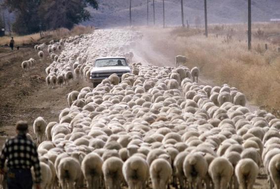 Chów owiec na Chów owiec na Pogłowie światowe wynosi około 1,1 mld sztuk. Australia Iran Sudan Nowa Zelandia Chów owiec na Chów owiec ma wszędzie charakter ekstensywny.