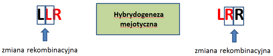 Czyste populacje żab wodnych (E-E) Populacje złożone tylko z mieszańców (brak osobników rodzicielskich) Populacje utrzymują się dzięki osobnikom o zwiększonej ploidii (gamety L, R