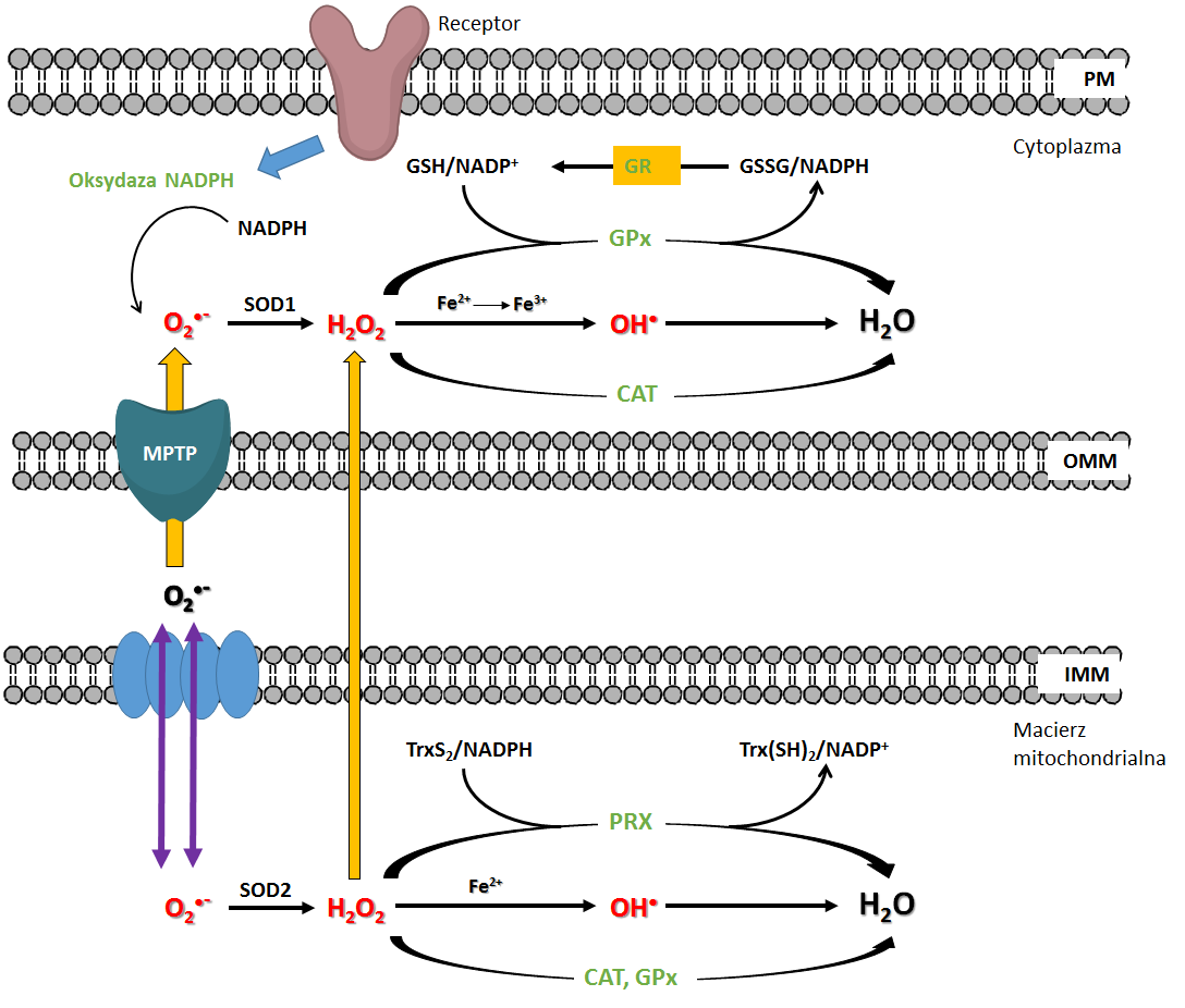 Rys. 3 System komórkowej regulacji redoks. Skróty: PM (ang. plasma membrane) błona komórkowa; OMM (ang. outer mitochondrial membrane) zewnętrzna błona mitochondrialna; IMM (ang.