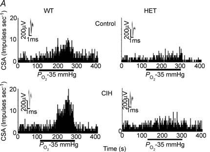 czynnika HIF-1α. Baby, S.M. et al.