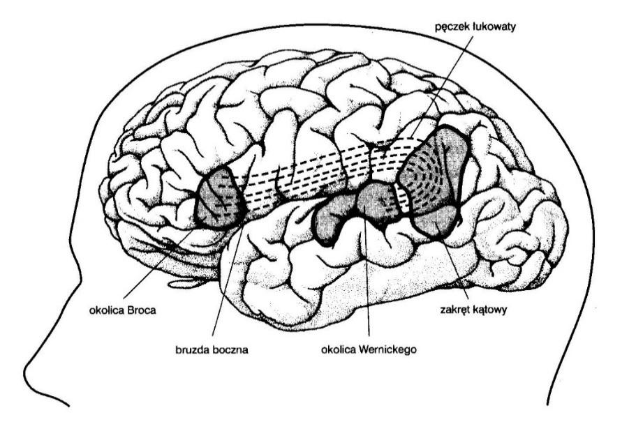 Lokalizacja ośrodka Broki w lewej półkuli (ruchowy ośrodek mowy, zakręt czołowy dolny, pole 44 i 45 w klasyfikacji Brodmanna).