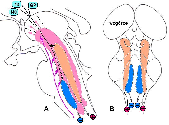 Schemat położenia układu siatkowatego w pniu mózgu: (widok z boku) część wstępująca (różowa) - zasilana z odgałęzień dróg czuciowych (amarant), poprzez wzgórzowy układ niespecyficznej aktywacji