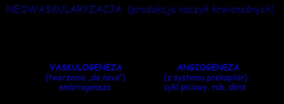 A - sekrecja czynników angiogenetycznych (AF) B - degradacja błony podstawnej C - migracja komórek