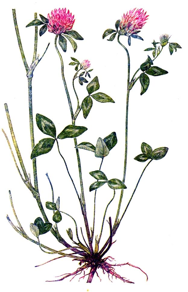 KONICZYNA ŁĄKOWA Trifolium pratense L.