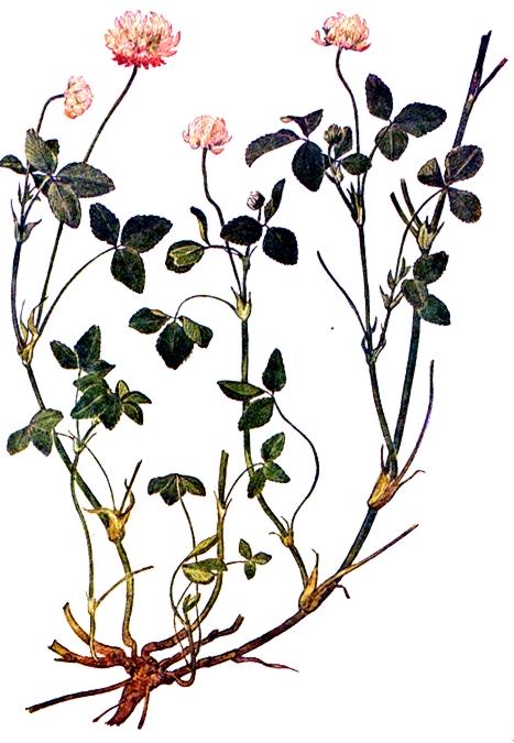 KONICZYNA BIAŁORÓŻOWA (SZWEDZKA) Trifolium hybridum L.