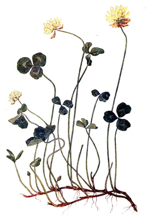KONICZYNA BIAŁA Trifolium repens L.