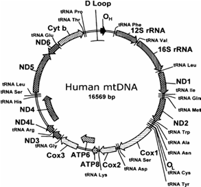 SNPs Single Nucleotide Polymorphisms A C T A T T G A C A C G A C T A T T G A T A C G mtdna -