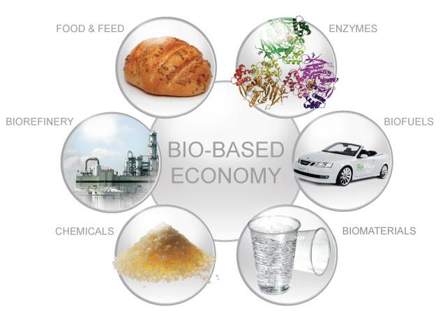 Kluczowa Specjalizacja BIOGOSPODARKA Gospodarka oparta na bio-przetwarzaniu ŻYWNOŚĆ ENZYMY