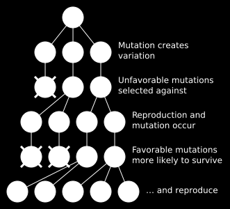Główne założenia darwinowskiej teorii ewolucji Dziedziczność otrzymywanie materiału genetycznego rodziców, zgodnie z zasadami genetyki.