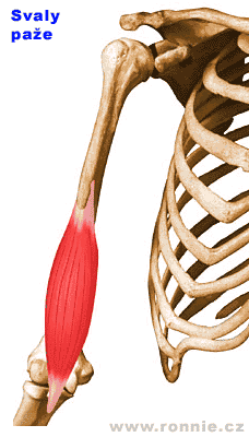 Przyczep początkowy mięśnia znajduje się w punkcie bliższym płaszczyzny pośrodkowej ciała, jest to bardziej stały punkt przyczepu Przyczep końcowy położony w miejscu bardziej oddalonym od płaszczyzny