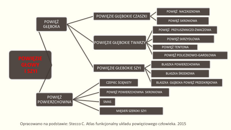 Układem mięśniowo - rozcięgnowym powierzchownym jest czepiec ścięgnisty, łączy mięśnie - czołowy, potyliczny i mięśnie uszne, z przodu łączy się z SMAS i m.