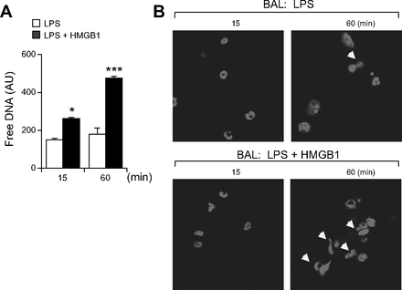 HMGB1 promotes neutrophil extracellular trap formation through interactions with Toll-like receptor (2013) American