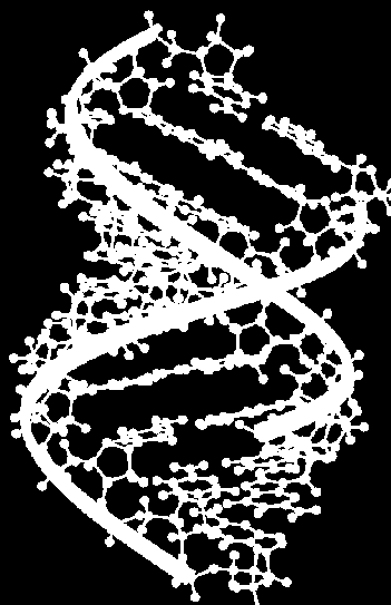 DNA - kwas deoksyrybonukleinowy Pojedynczy element nici: deoksyryboza + fosforan + zasada azotowa (A,T,G,C) DNA