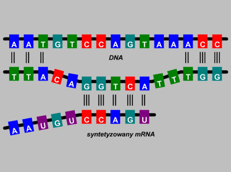 Transkrypcja Synteza RNA na matrycy DNA (zachowana jest zasada komplementarności) A U C G G C T A W RNA zamiast tyminy (T) jest uracyl (U).