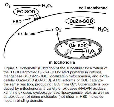 Lokalizacja subkomórkowa dysmutaz W normalnych warunkach mitochondrialny łańcuch oddechowy jest głównym źródłem