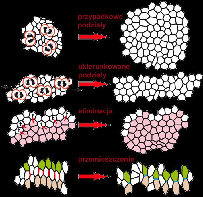 REGULACJA podziałów komórek orientacja wrzeciona podziałowego może określać strukturę tkanki takie jest prawdopodobne podłoże chiralnej