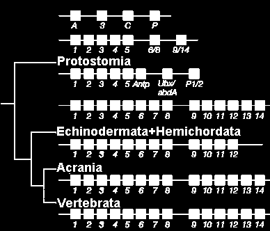 RÓŻNICOWANIE genetycznego klonu duplikacje segmentalnych genów homeotycznych Susumo Ohno (1928-2000) 1970