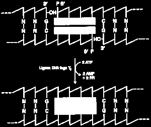 III. Ligacja wektora i wstawki właściwa rekombinacja in vitro W rekombinacji in vitro wykrzystuje się ligazę DNA uzyskiwaną z komórek E.