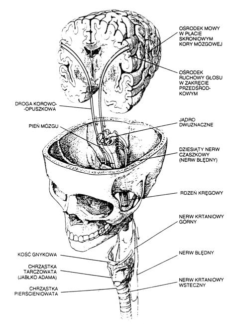 narządów wykonawczych oraz z receptorów do OUN Część obwodowa (narządy wykonawcze) Układ oddechowy - mechanizm wytwarzający strumień powietrza o odpowiednich do zadania głosowego