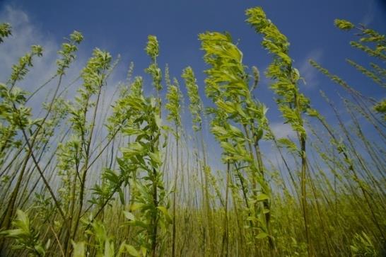 Drewno i odpady z jego przerobu Rośliny pochodzące z upraw Produkty rolnicze oraz odpady organiczne z