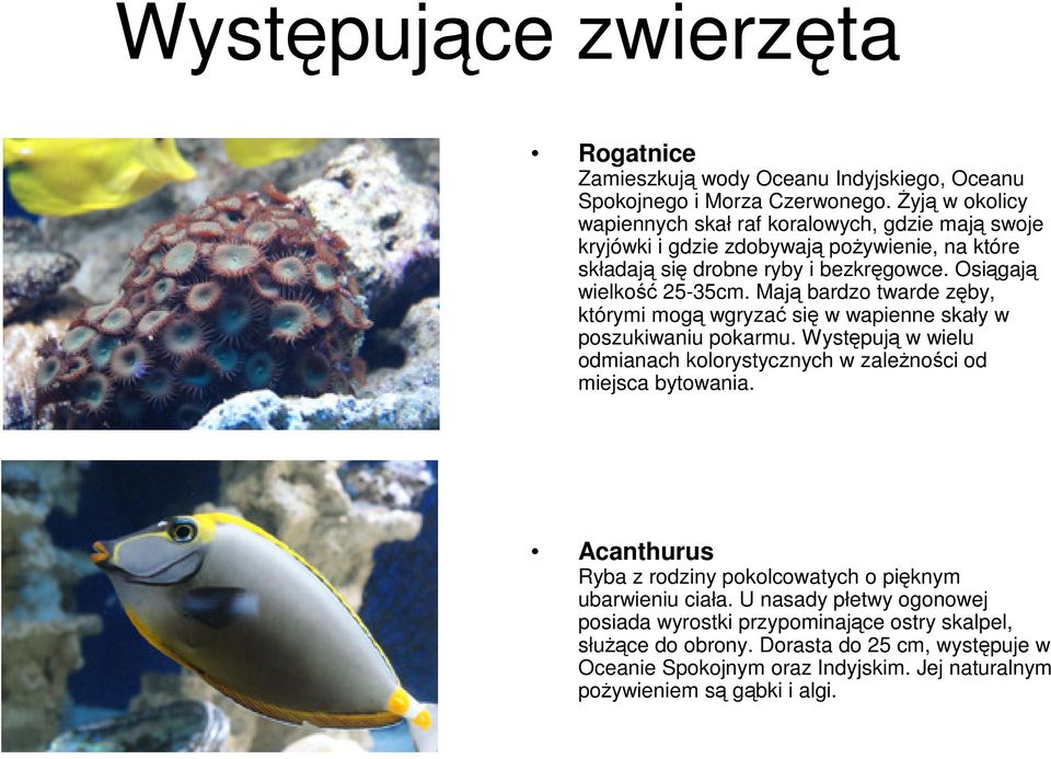 Mają bardzo twarde zęby, którymi mogą wgryzać się w wapienne skały w poszukiwaniu pokarmu. Występują w wielu odmianach kolorystycznych w zależności od miejsca bytowania.